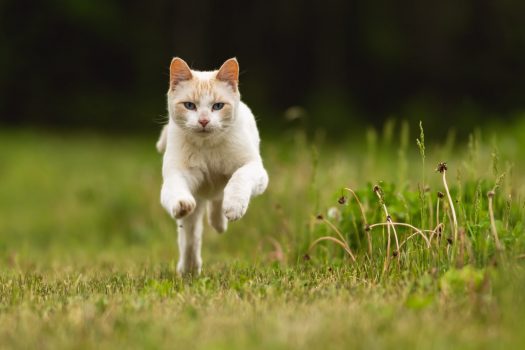 Ejercicio para gatos: Manteniendo a tu gatito en buena forma