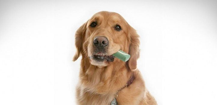Masticación para perros para higiene Dental Merial Oravet