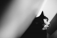 Gato bicolor