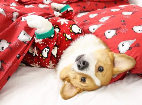 Mejor ropa de Navidad para perros