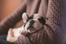 Clavamox para perros