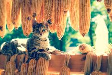 ¿Por qué los gatos llevan su comida lejos de sus cuencos?