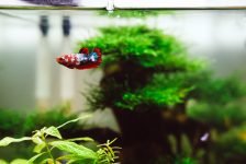 Mejores Skimmers apra acuario