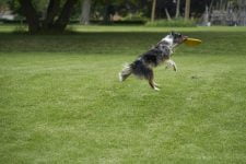 Suplementos para las articulaciones de los perros