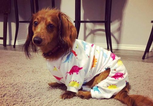 Guía comprar pijamas para perros