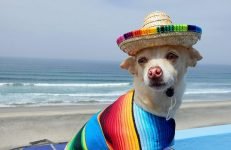 Los mejores sombreros para perros
