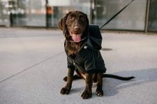 Sudaderas para perros pequeños