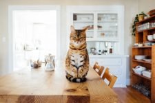 Consejos para mantener feliz a un gato de interior