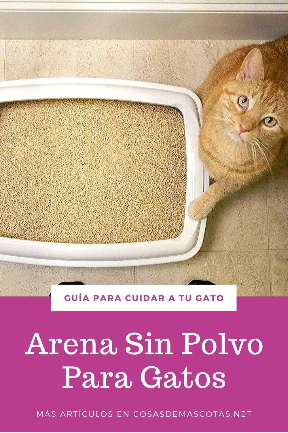 Arena sin polvo para gatos