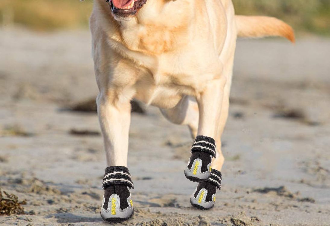 mejores botas para perros - The Best Dog Boots