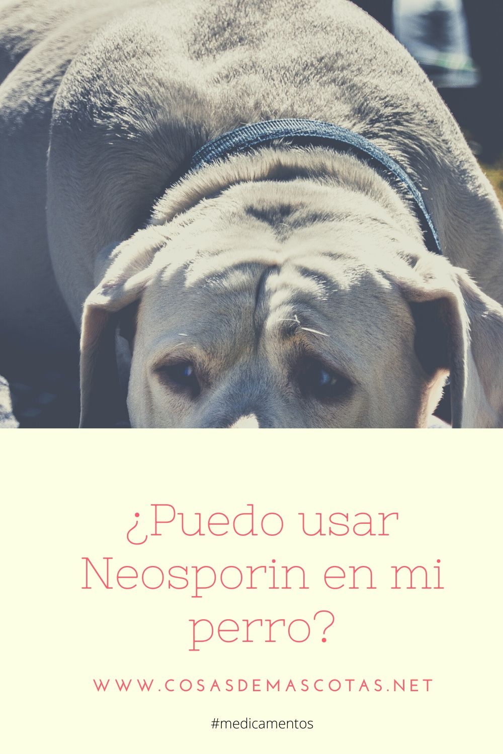 Puedo usar Neosporin en mi perro
