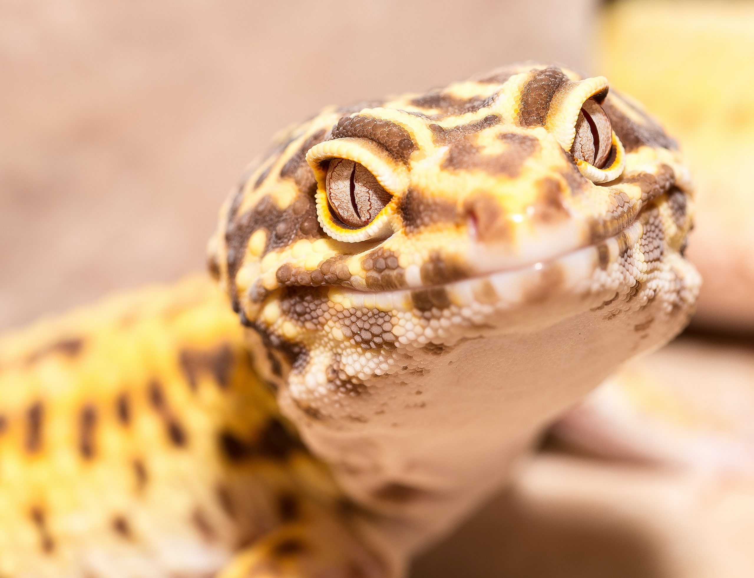 Mejores sustratos para geckos leopardo [year] (análisis) 1