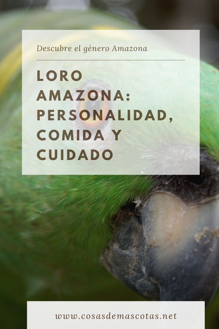Loro Amazona: Personalidad, Comida y Cuidado