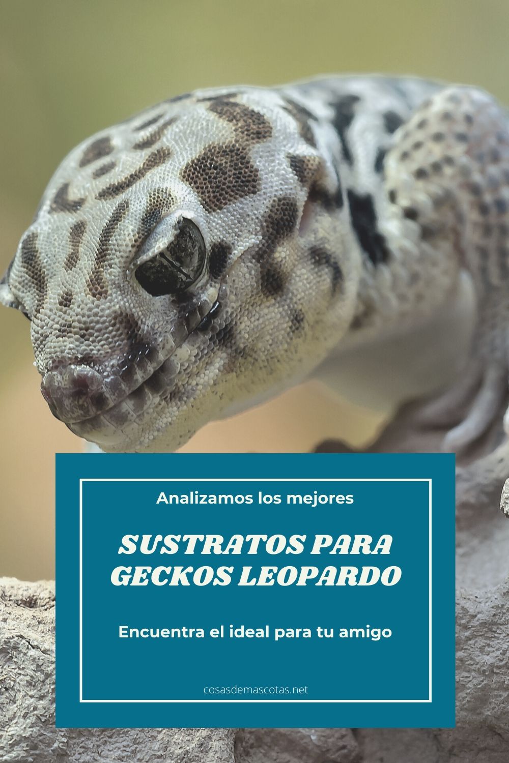 sustratos para geckos leopardo
