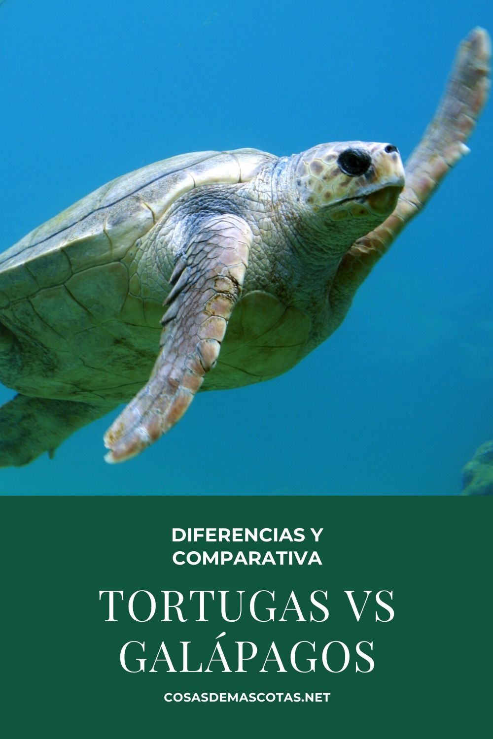 Tortugas vs galápagos: diferencia y comparativa