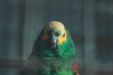 Fundas para jaulas de pájaros