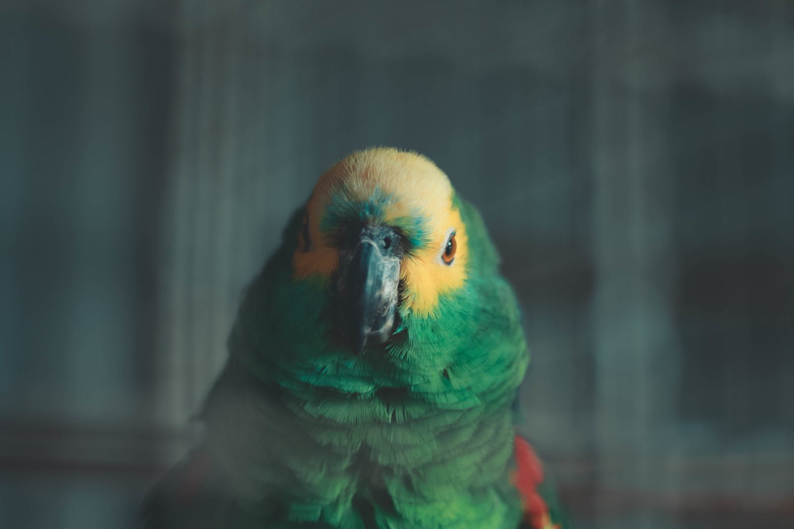 Las mejores fundas para jaulas de pájaros de 2020 1 Fundas para jaulas de pájaros