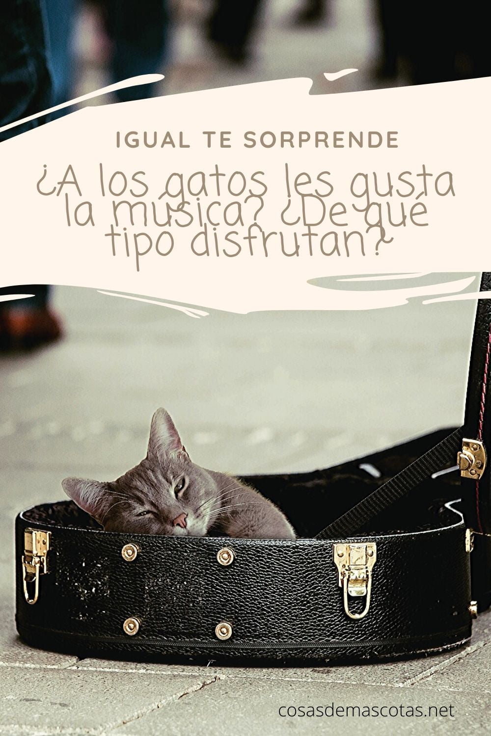 ¿A los gatos les gusta la música? ¿De qué tipo disfrutan? 2