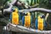 Loros como mascotas: cosas que debes saber
