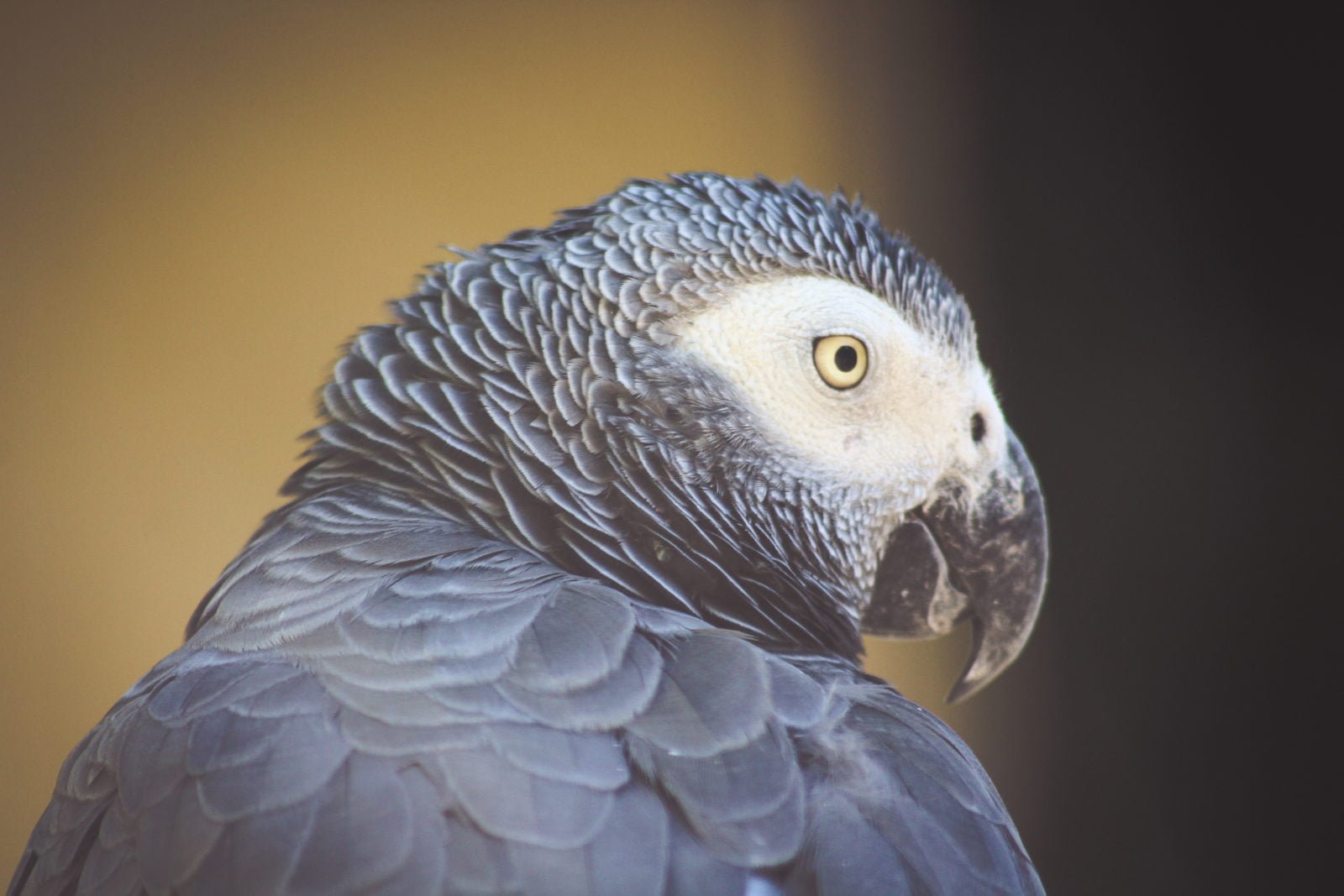 Los 5 pájaros más inteligentes entre los domésticos 1 Los 5 pájaros más inteligentes entre los domésticos 1
