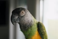 Loro de senegal