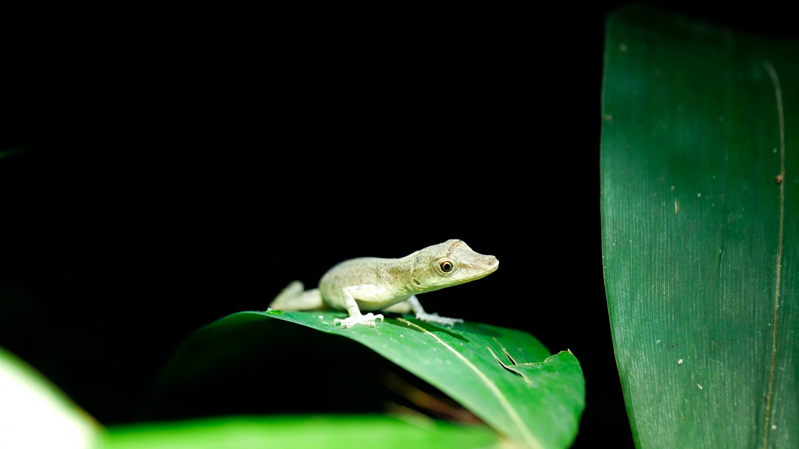 Anolis Verde: todo lo que necesitas saber sobre estos lagartos 1 Anolis Verde: todo lo que necesitas saber sobre estos lagartos 1