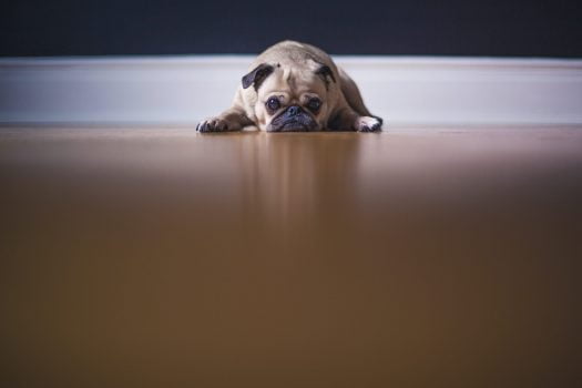 Giardia en perros: síntomas y tratamiento