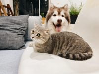 ¿Los perros pueden ser alérgicos a los gatos?