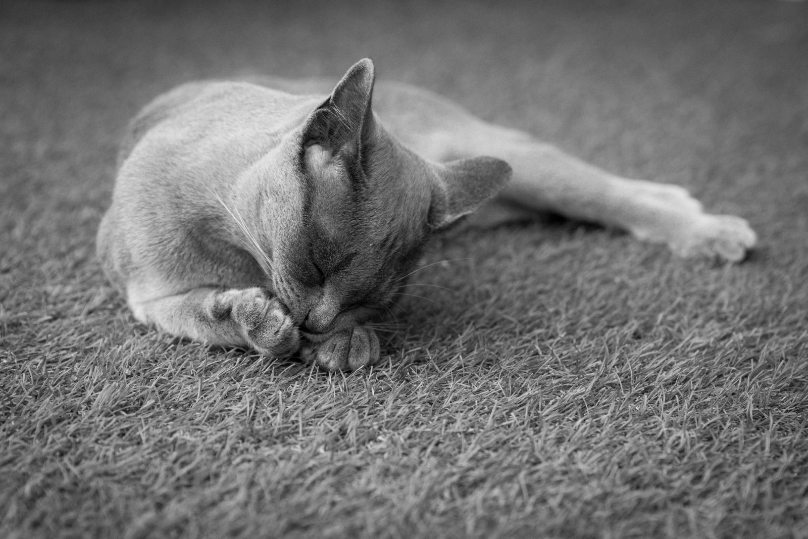 Cómo evitar que un gato cague en la alfombra