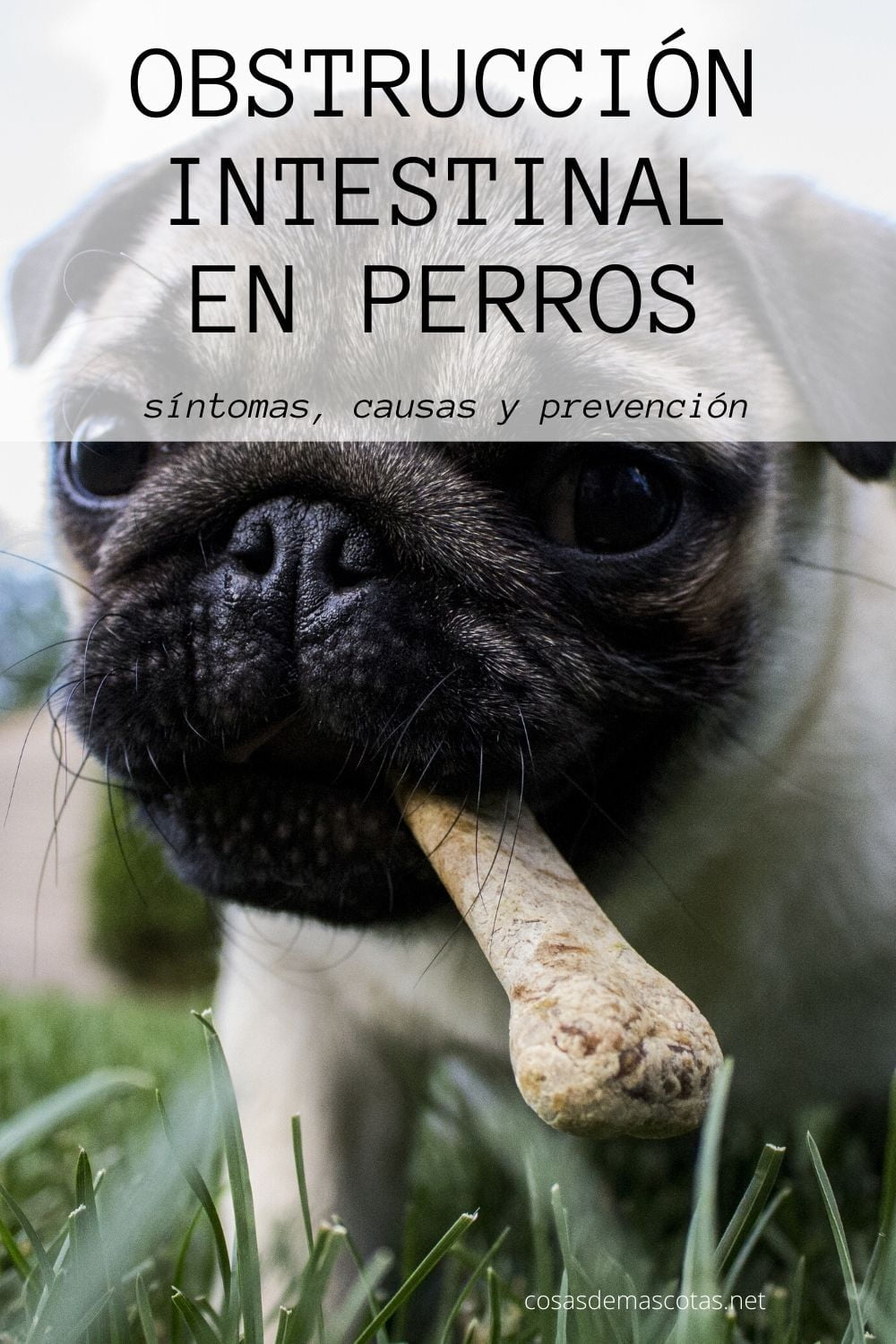 Obstrucción intestinal en perros: síntomas, causas y prevención