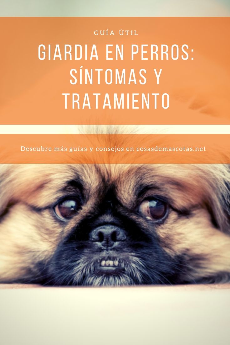 Giardia en perros: síntomas y tratamiento