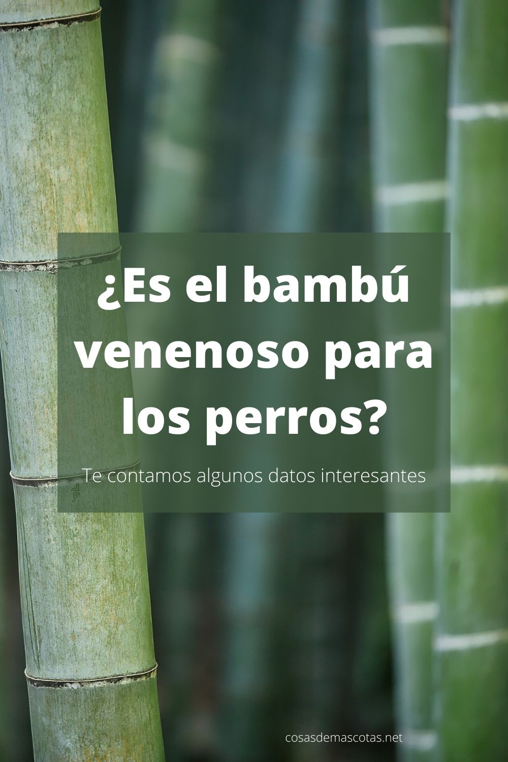 ¿Es el bambú venenoso para los perros?