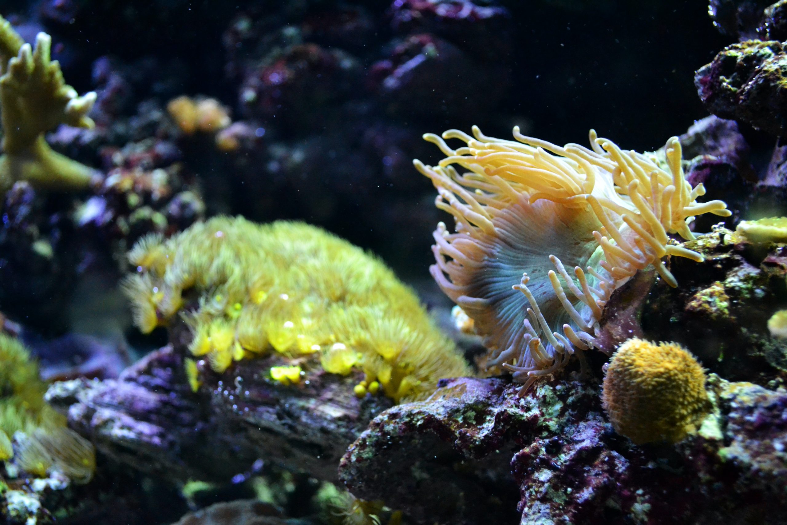 Roca Viva: la guía definitiva para el acuario de roca viva y seca 1 Roca Viva: la guía definitiva para el acuario de roca viva y seca 1
