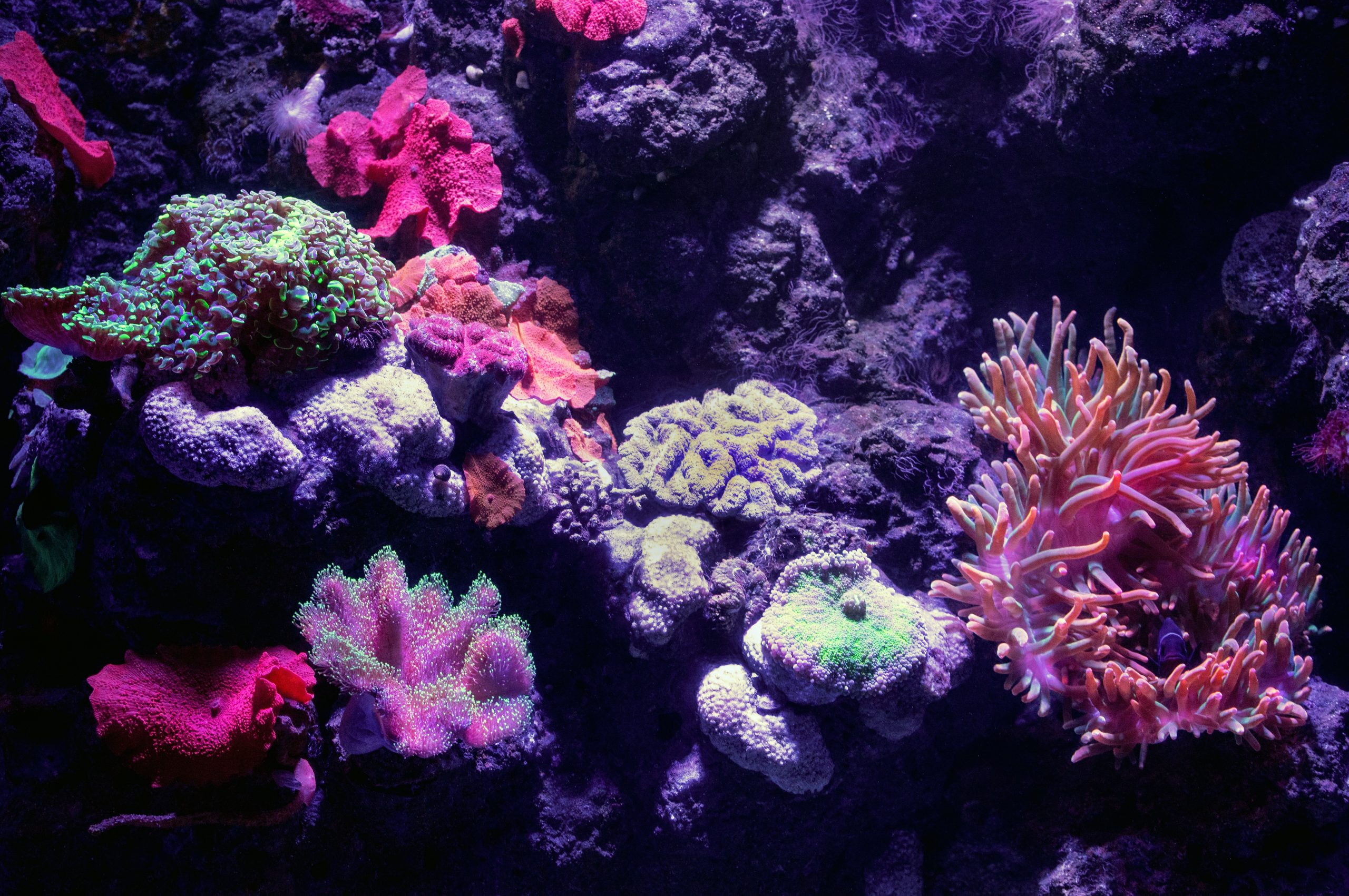 Mejores comedores de algas de agua dulce para tu acuario 1 Mejores comedores de algas de agua dulce para tu acuario 1