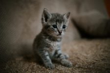 Análisis de la arena para gatos de Fresh Step