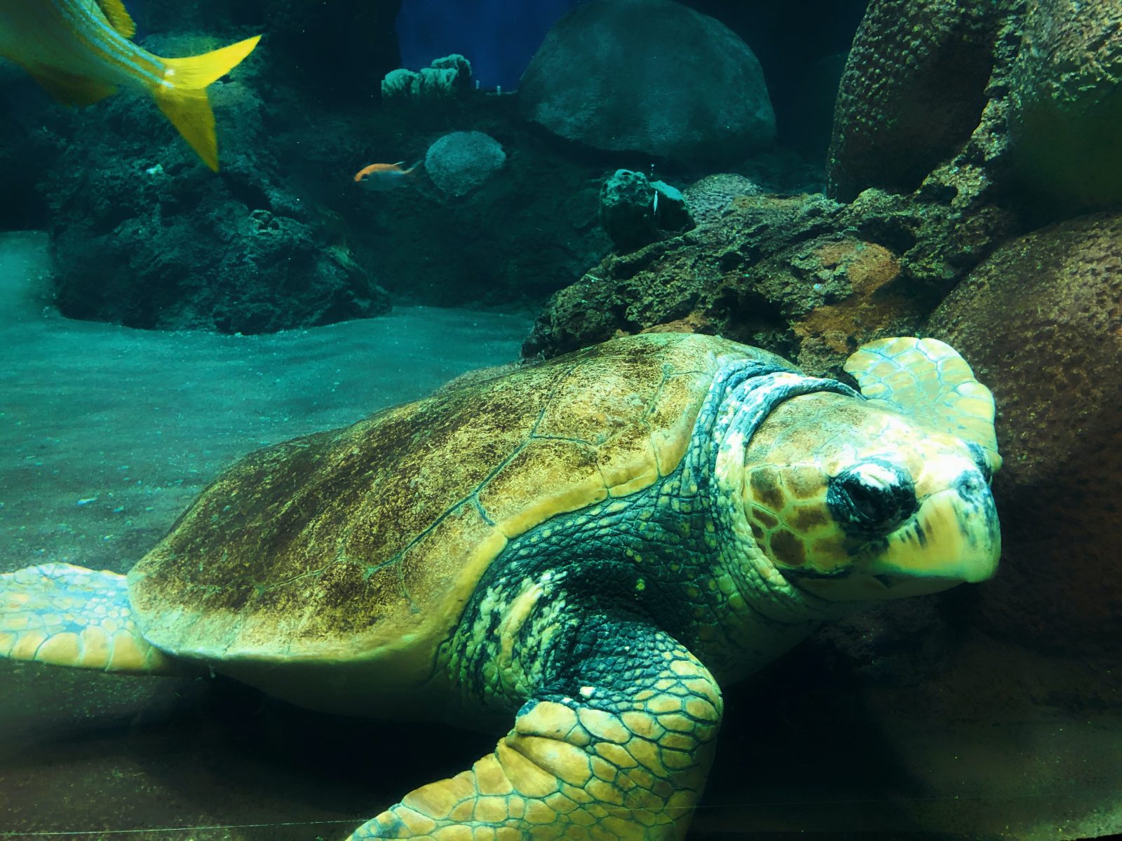 Tortugas Acuáticas: Guía Completa