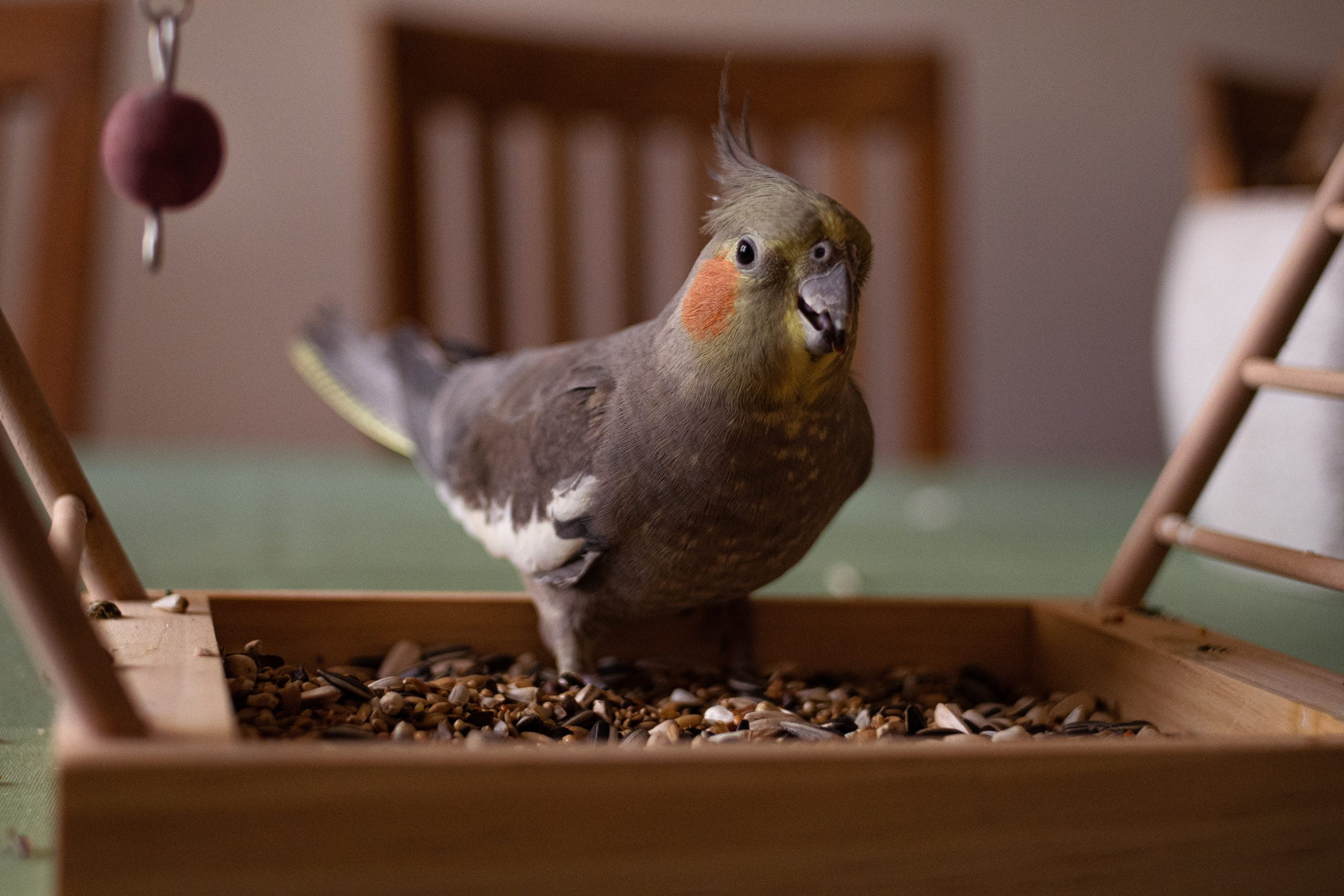 Ninfa - Los pájaros mascotas más tranquilos