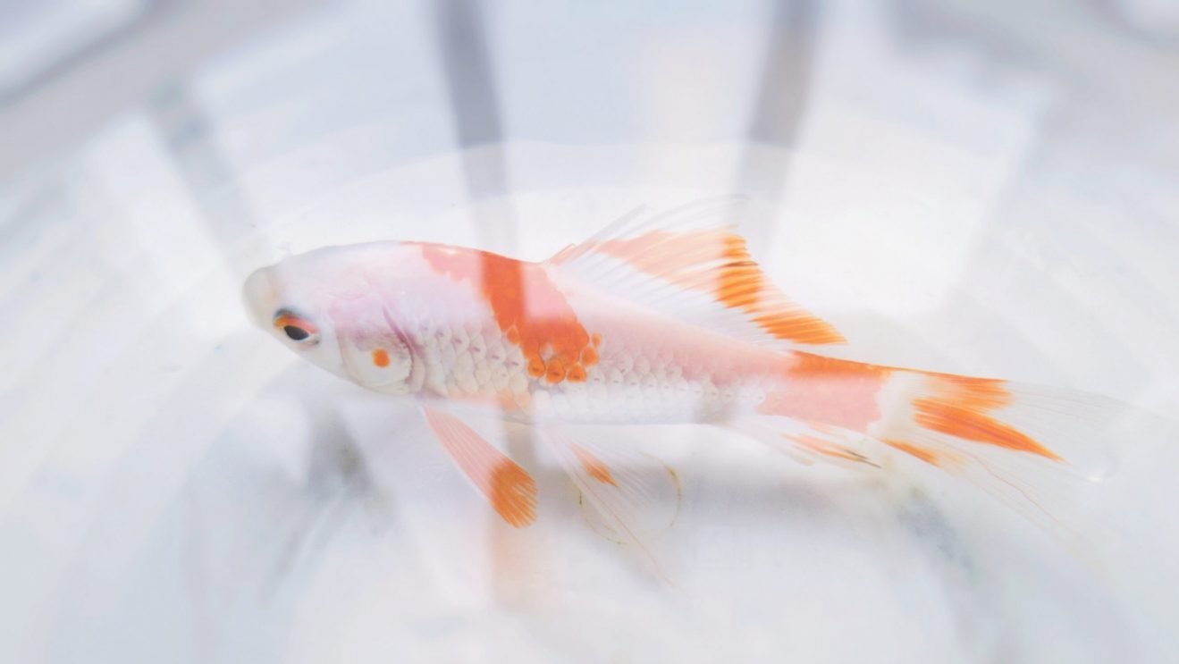 Guía De Cuidado De Los Peces Dorados (para Principiantes)