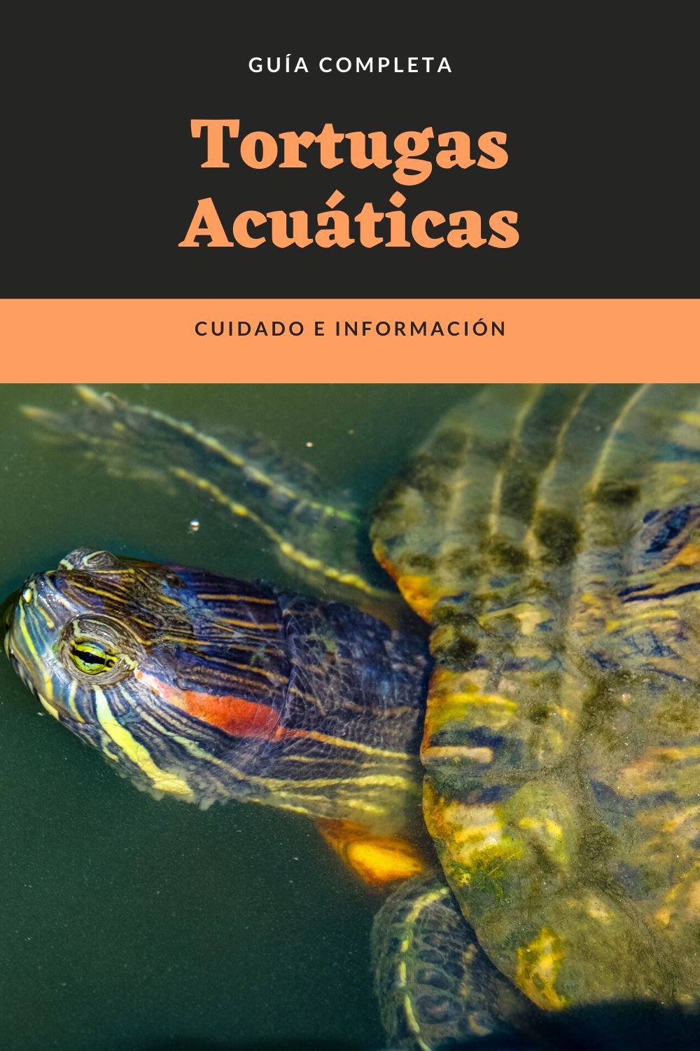Tortugas Acuáticas: Guía Completa de cuidado e información