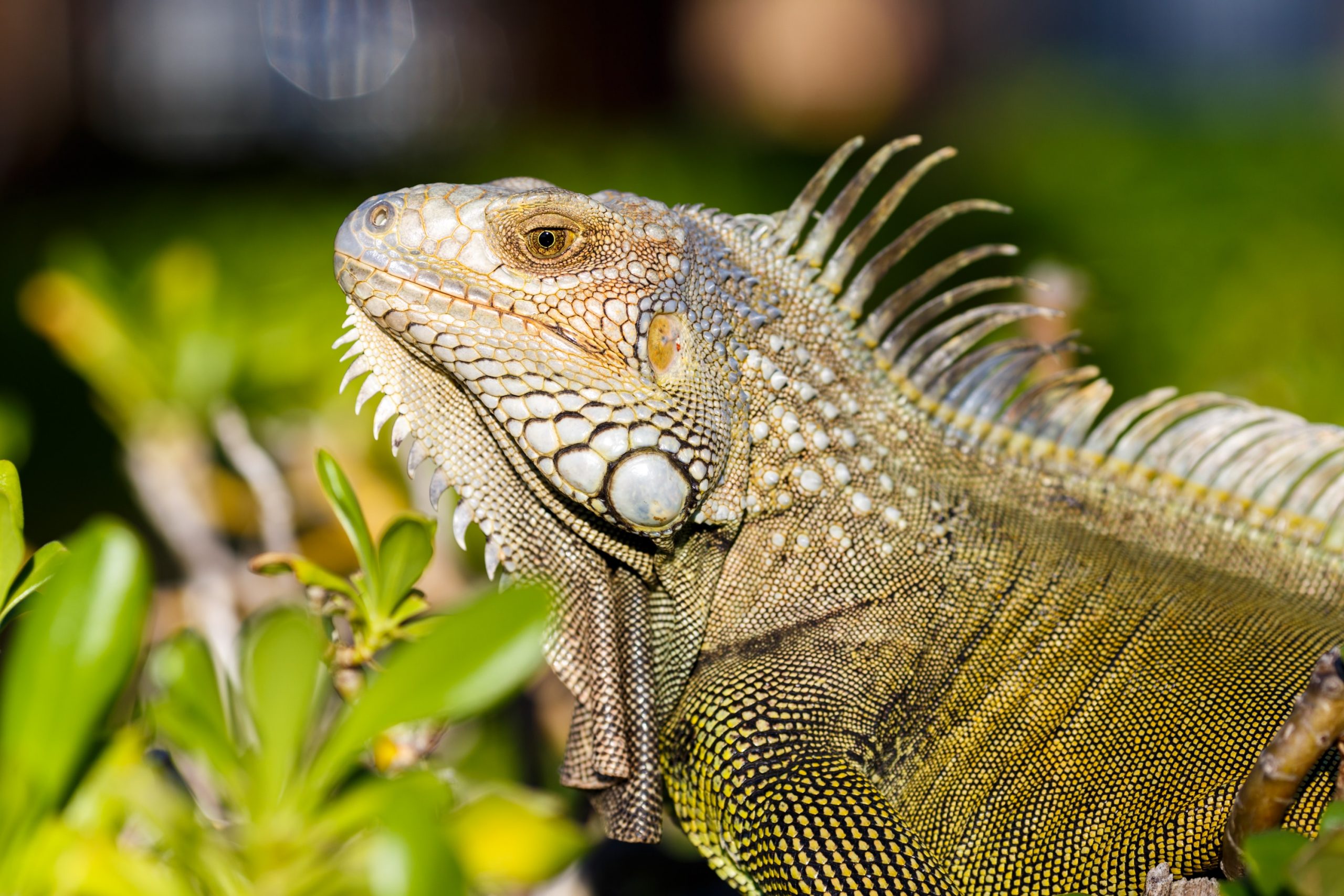 Mascota iguana guia
