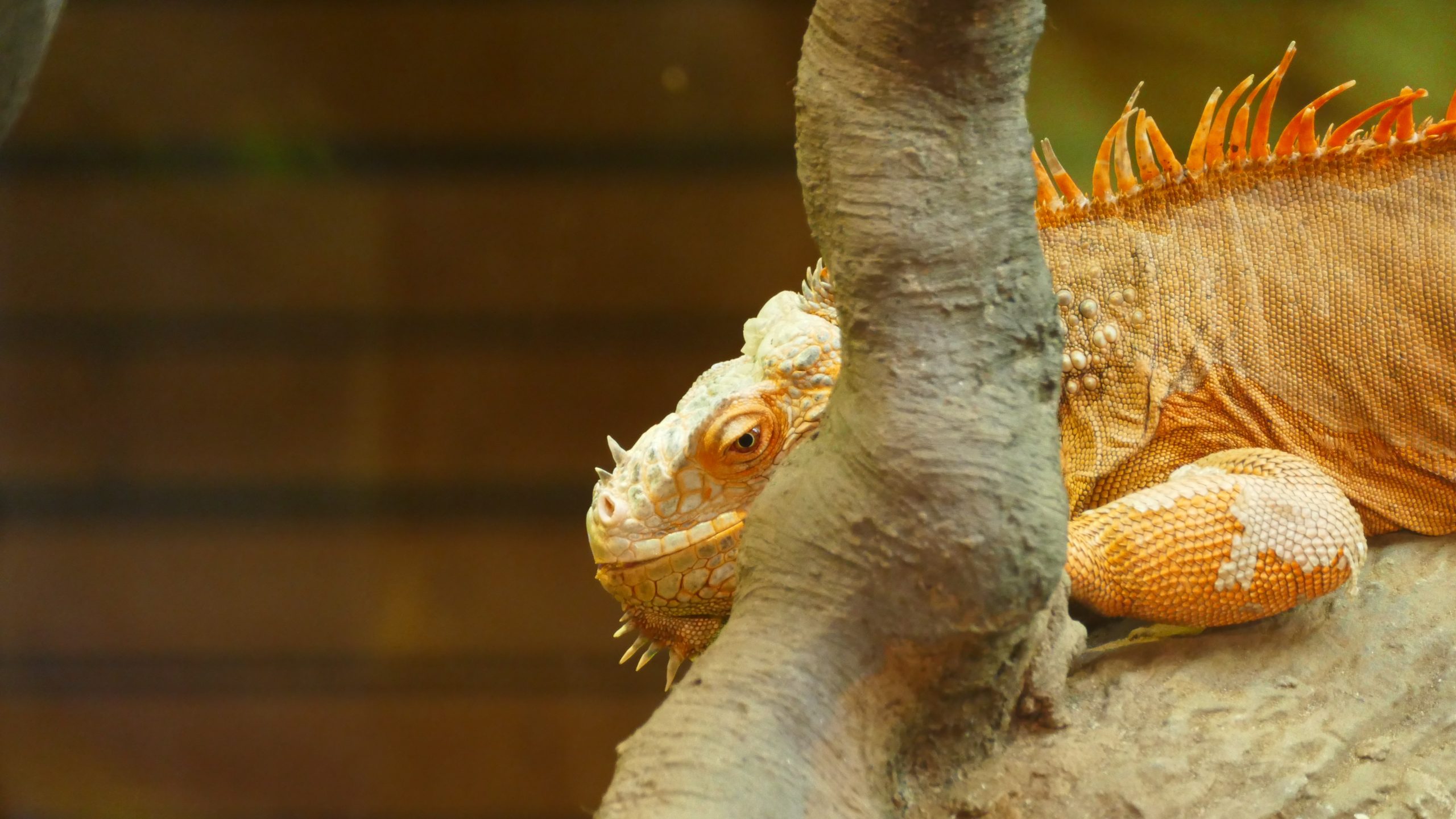 Guía para tener una mascota iguana