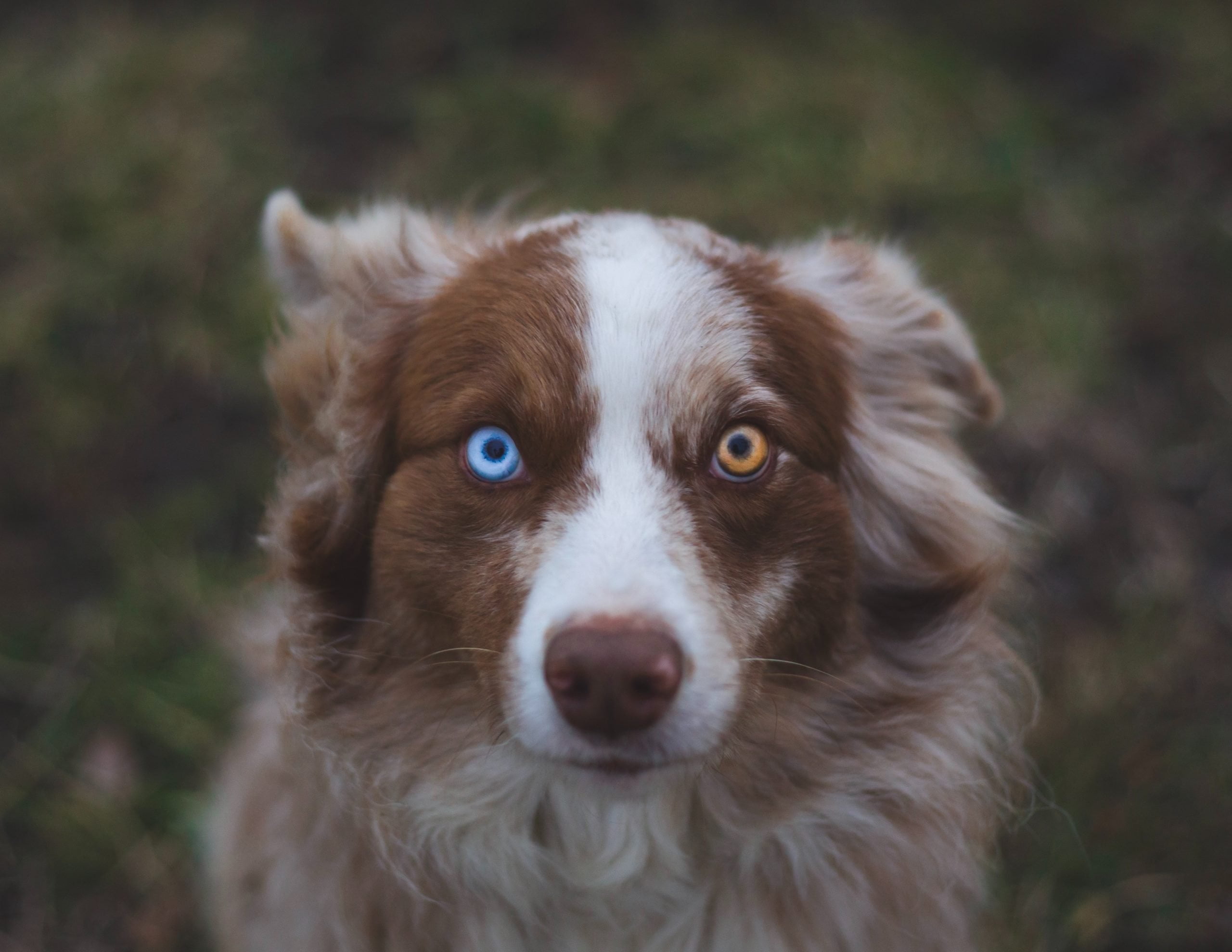Heterocromía en perros: ¿por qué algunos perros tienen ojos de diferentes colores? 1
