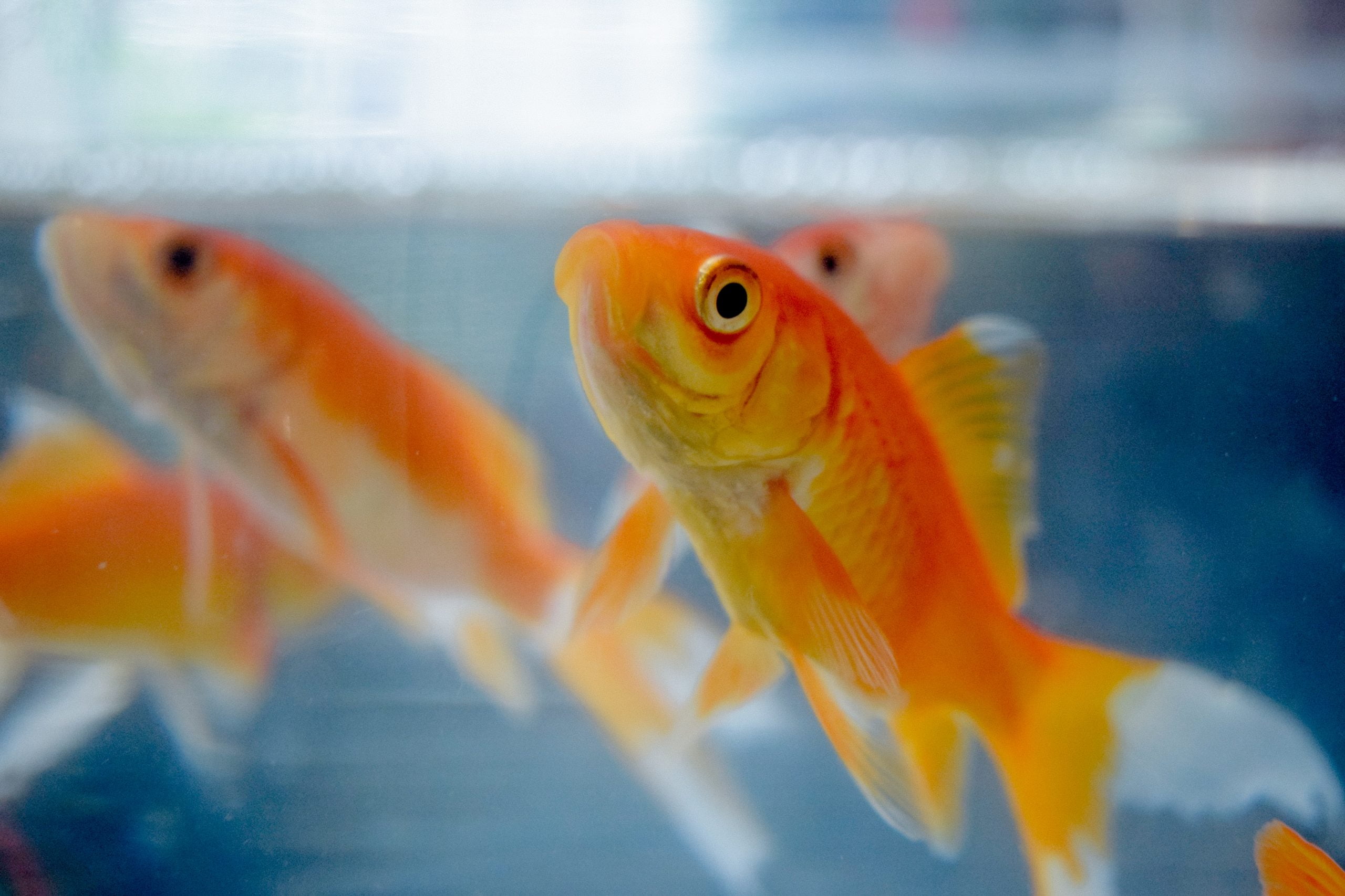 ¿Qué tamaño de acuario necesitan los peces dorados? (Goldfish) 1
