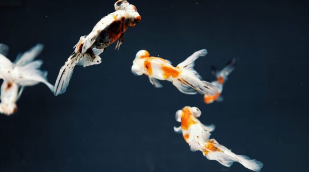 top view photography of three gold fishes