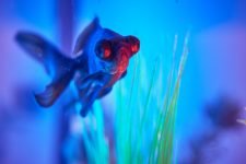 blue and red fish underwater