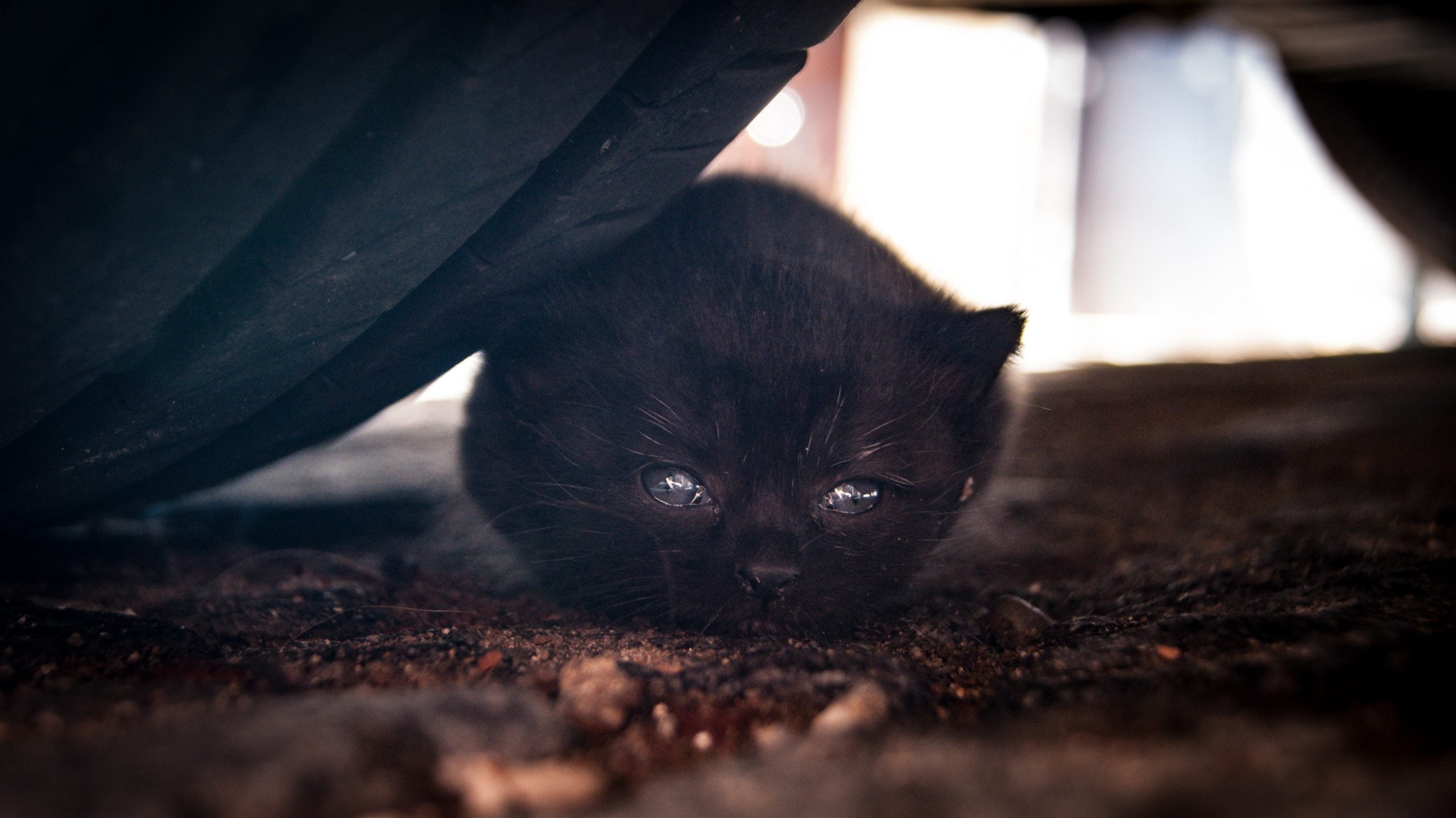 Domesticar gatitos salvajes: ¿Es posible? 1