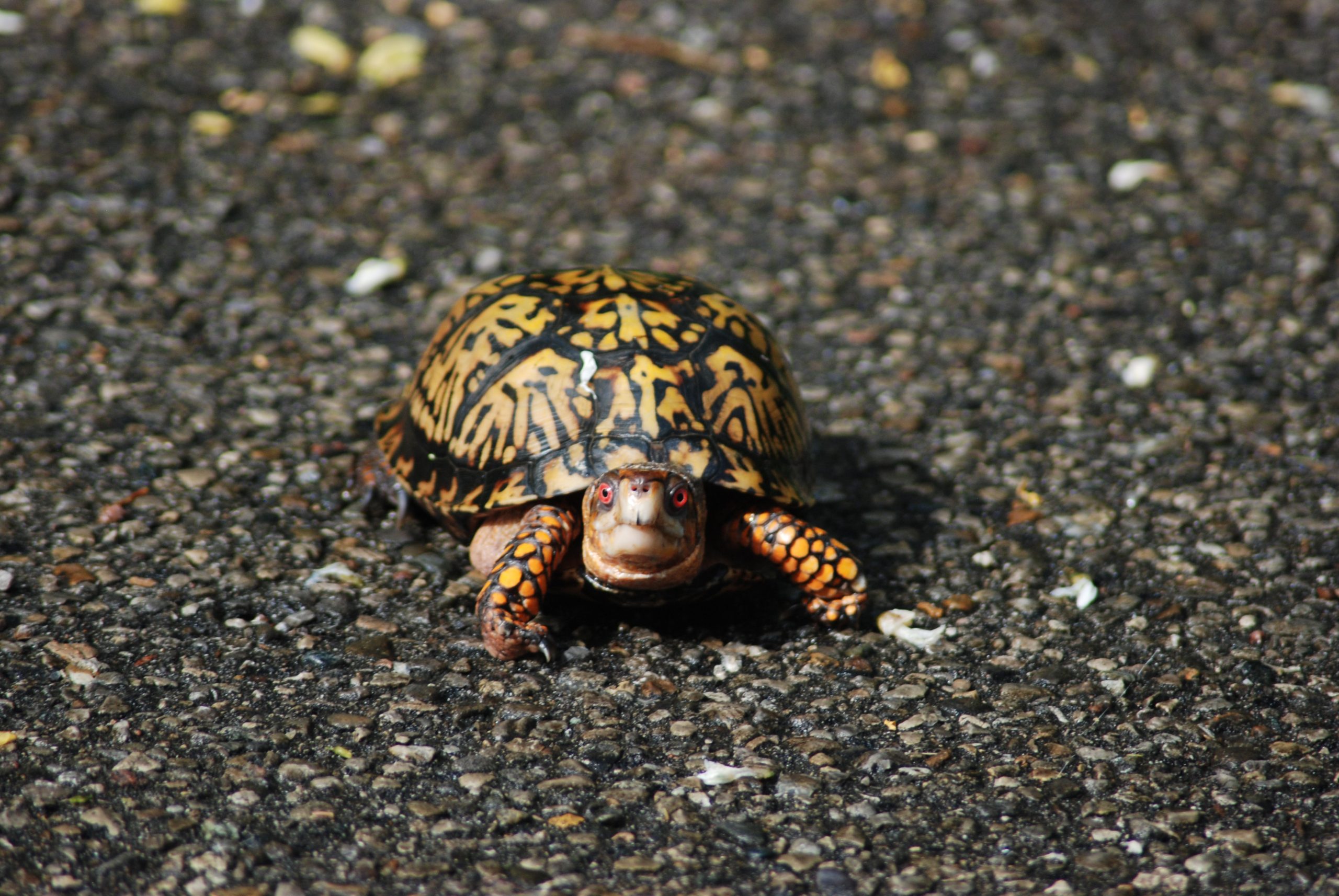 black and yellow turtle on ground
