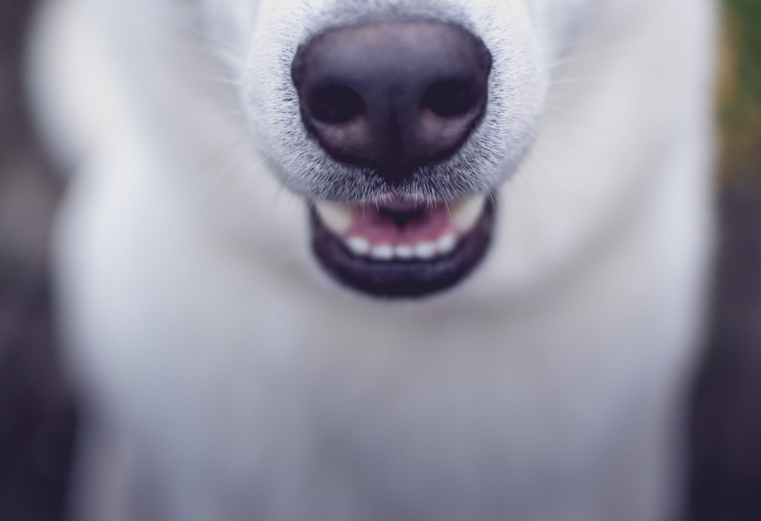 Sobremordida en perros: causas y tratamiento de la maloclusión en perros 1 Sobremordida en perros: causas y tratamiento de la maloclusión en perros 1