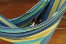 Mejores hamacas para gatos