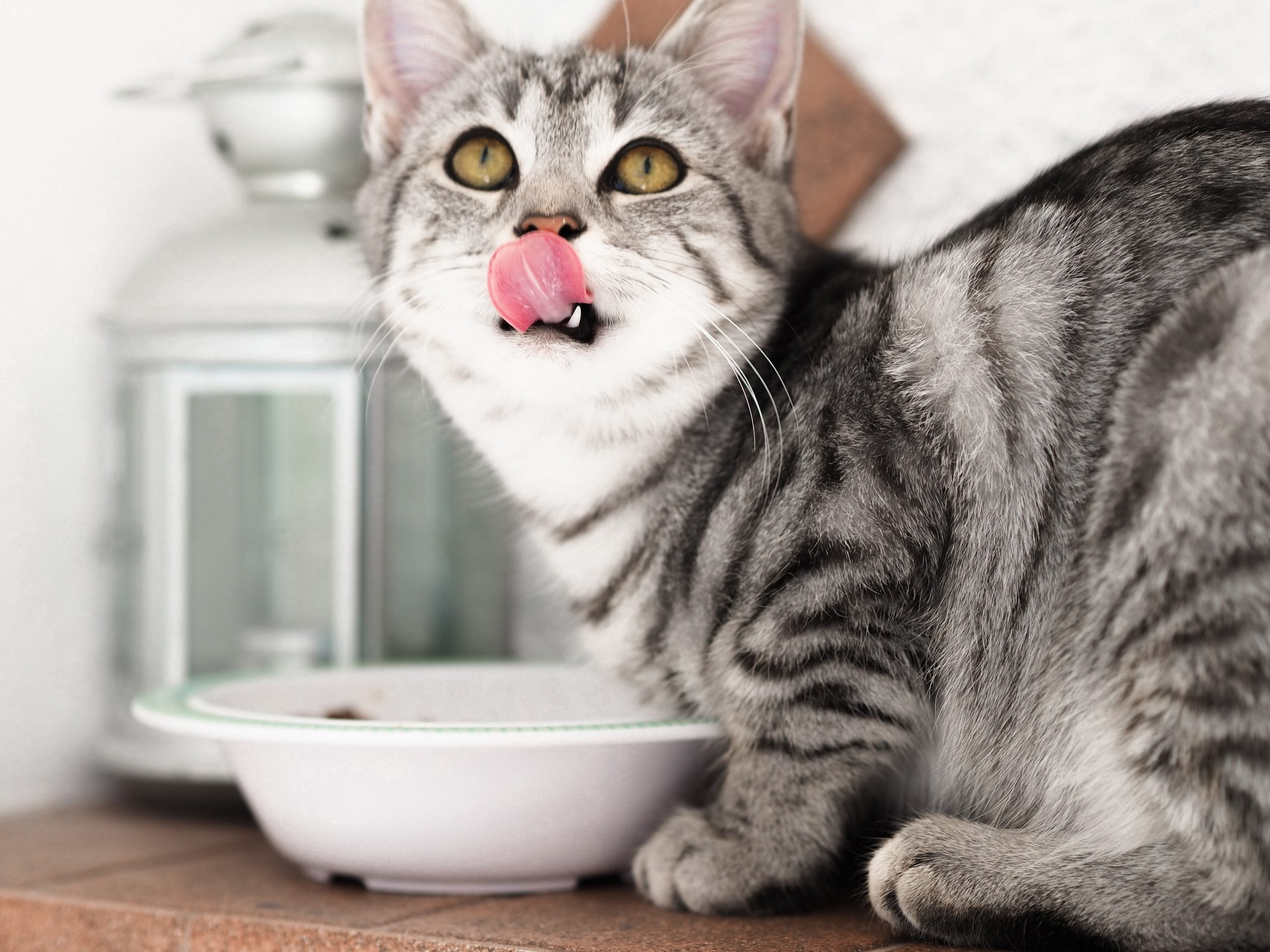 Mejor comida para gatos con bajo contenido de carbohidratos [year] (análisis) 1